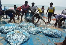 fish by product fishery