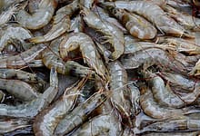 Fresh Vannamei shrimp, South American white shrimp