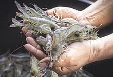 Vietnamese shrimp export