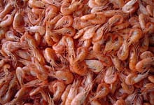 Iran shrimp exports increases