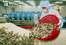 Vietnamese Black Tiger Shrimp exports to UK has increased in 2.7% rate / seafood export