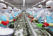 Vietnam shrimp processing factory