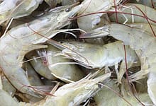 usa india vannamei shrimp export