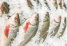 rohu fish imports from india to bangladesh