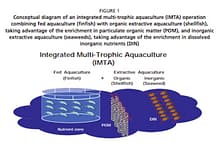 IMTA integrated multi trophic aquaculture