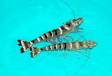 broodstock tiger shrimp, mother shrimp, black tiger shrimp,