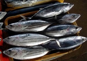 Tuna Bangladesh