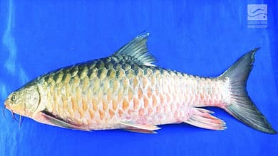 Mahashol fish
