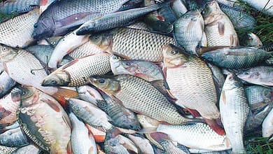 fishes of Bangladesh