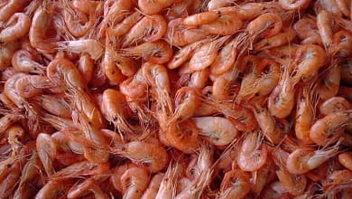 Iran shrimp exports increases