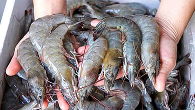 American local shrimp want tariffs to stop foreign anti-dumping