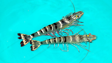 broodstock tiger shrimp, mother shrimp, black tiger shrimp,