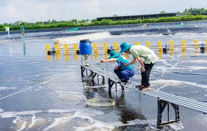 mekong delta super intensive shrimp farm