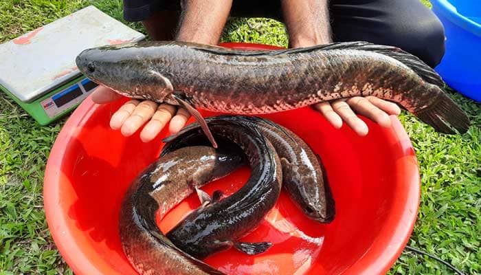 snakehead catfish, Channa striata, shoal fish