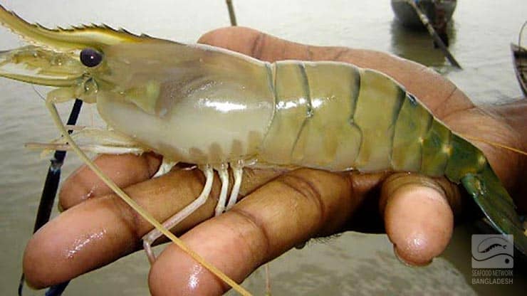 freshwater shrimp galda prawn