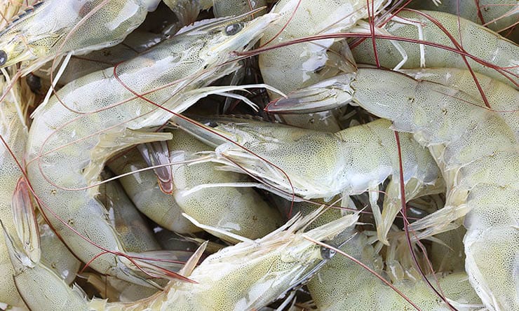 usa india vannamei shrimp export