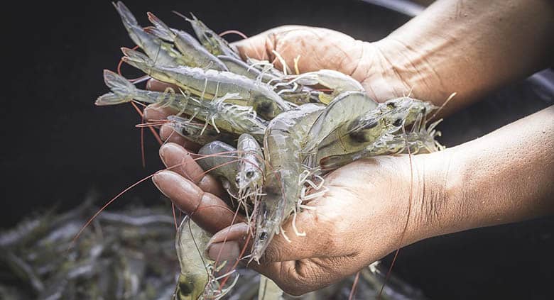 Vietnamese shrimp export