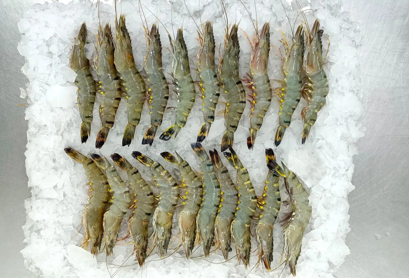 black tiger shrimp export from khulna