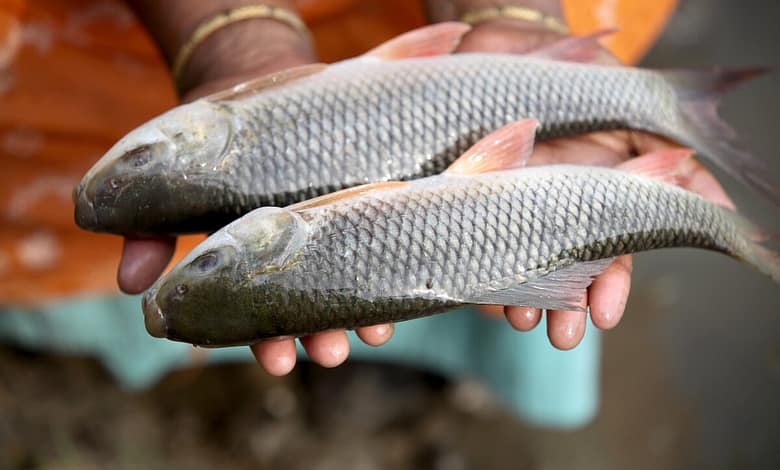 good aquaculture practice katla fish bangladesh with selective breeding