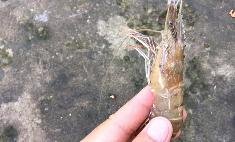 shrimp diseases tartaric acid