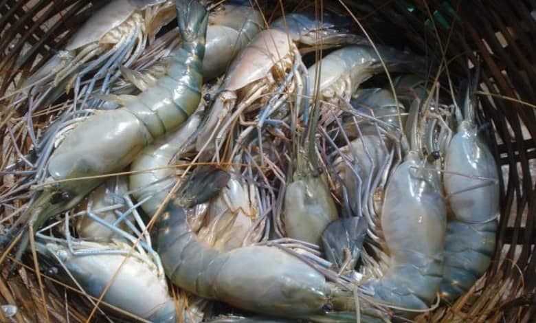shrimp farming dumuria khulna